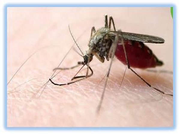 动手灭蚊，预防登革热