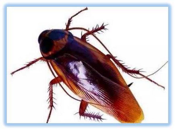 打不死的小强究竟有多强，为什么说蟑螂最好不要踩死？