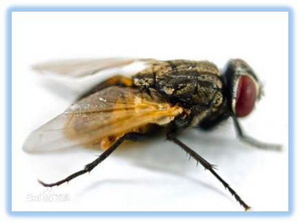 小苍蝇带来的“大危害”